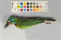 藏品(五色鳥)的圖片